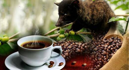 Kopi Luwak Coffee - Kopi Luwak Coffee Story