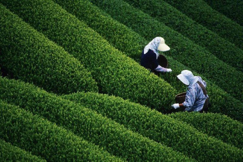 Vietnamese Tea Part 1: Lotus Green Tea and Green Tea