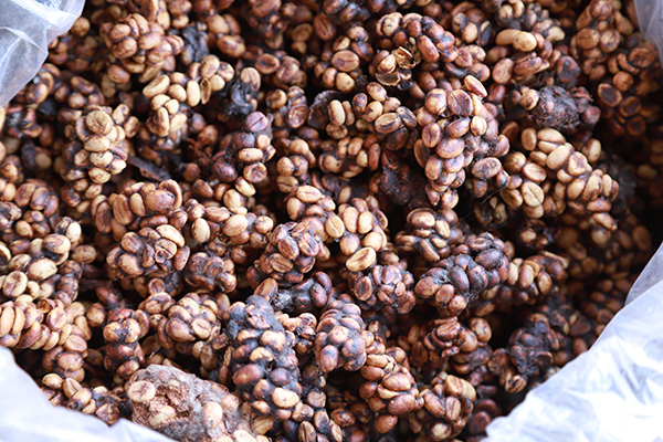 How is Kopi Luwak coffee different from regular coffee?