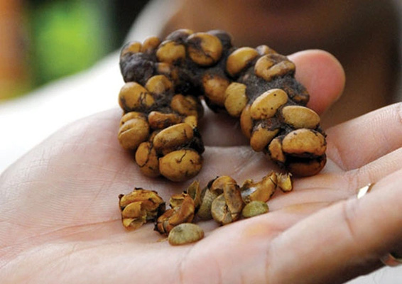 WHAT MAKES THE DIFFERENCE OF HUONG MAI COFFEE'S WEASEL COFFEE 