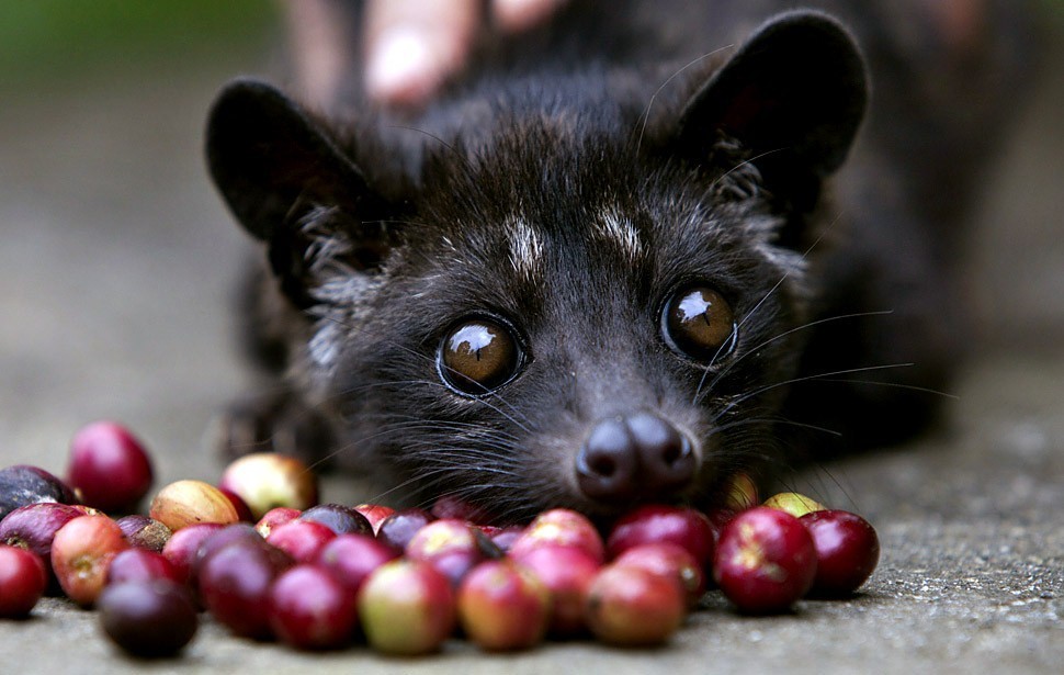 Kopi Luwak _ Weasel coffee