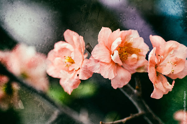 Vietnamese Mai flower 