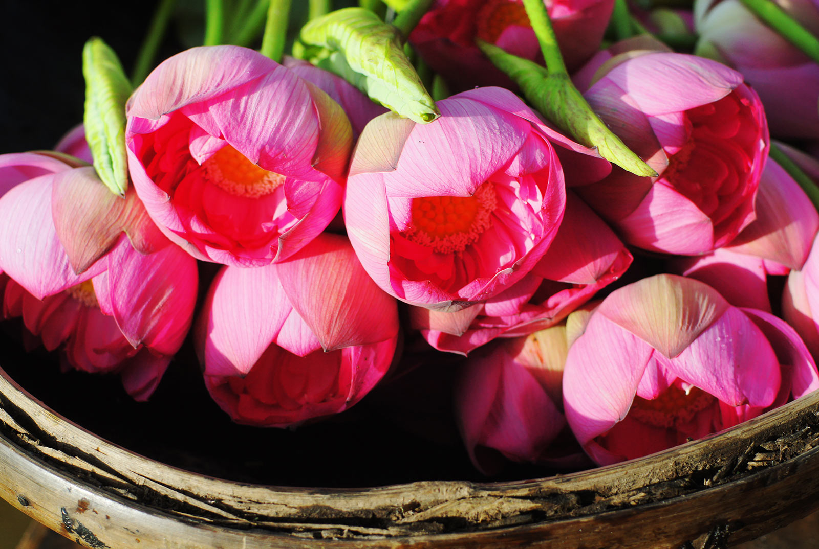 Vietnam lotus tea - A quintessence gift from Hanoi