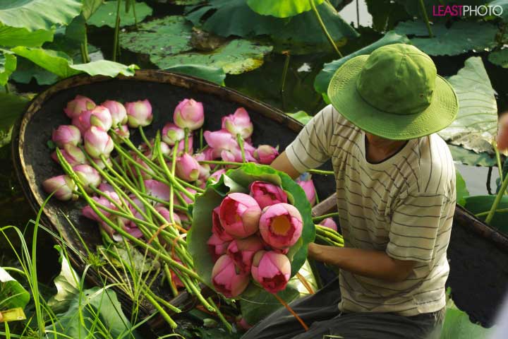 Petals and stamens will be carefully reassembled by skillful experts tea scenters