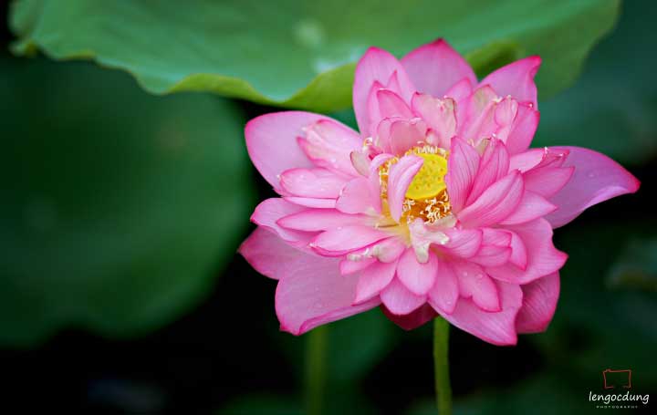 Lotus in Hanoi West lake is fragrant with hundred of nice pinkish shade petals. This is regarded as the best Lotus fields in Vietnam