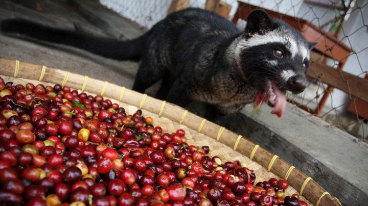 Vietnam weasel coffee - Eating
